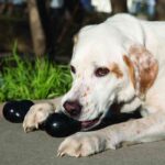 KONG Extreme Goodie Bone patvarus žaislas šunims