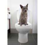 Originali 3 žingsnių kačių tualeto mokymo sistema Litter Kwitter