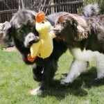 Kong Comfort Jumbo patvarus pliušinis žaislas šunims 46cm