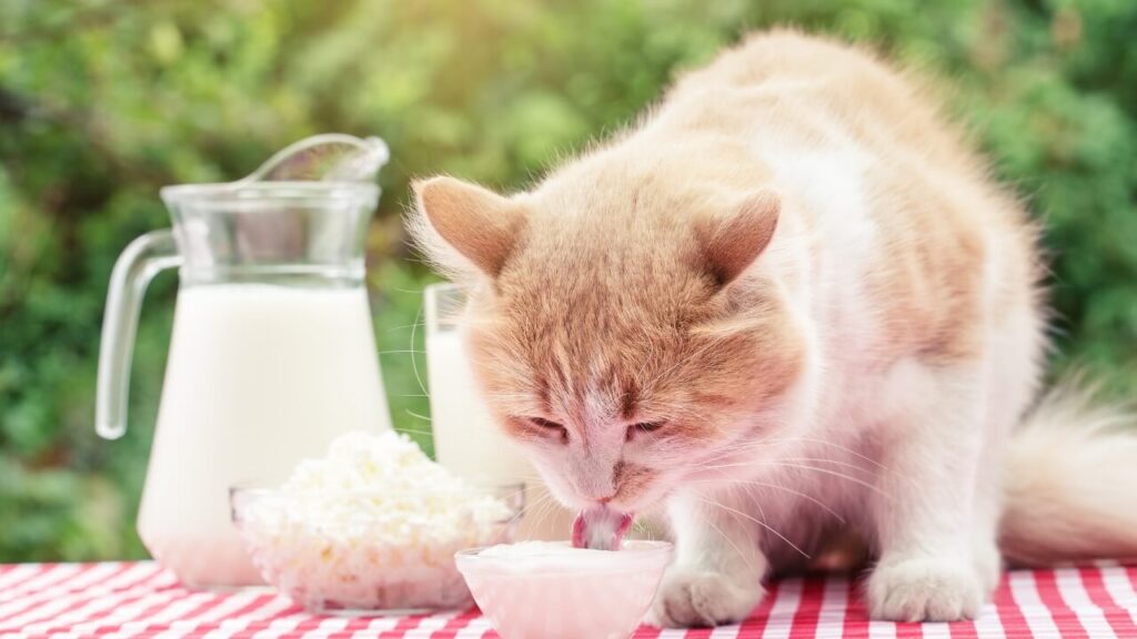 ar galima katems duoti pieno 1