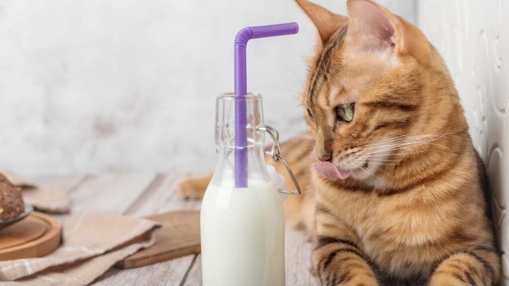 ar galima katems duoti pieno