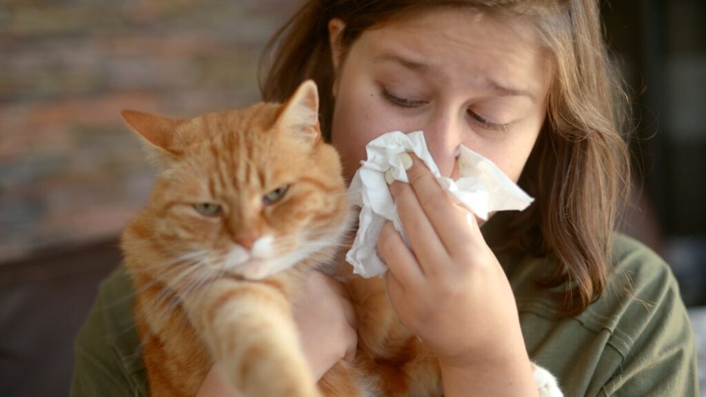 kaip pasireiskia alergija katems