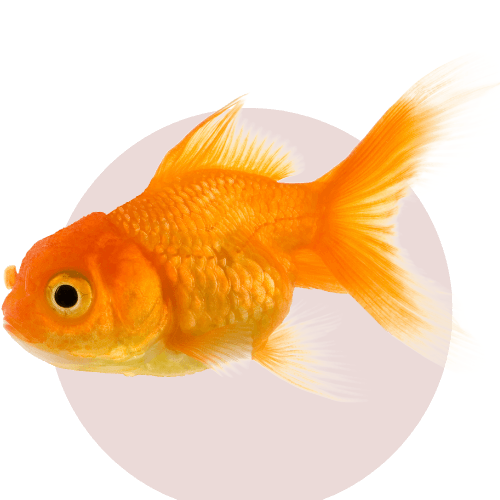 žuvims